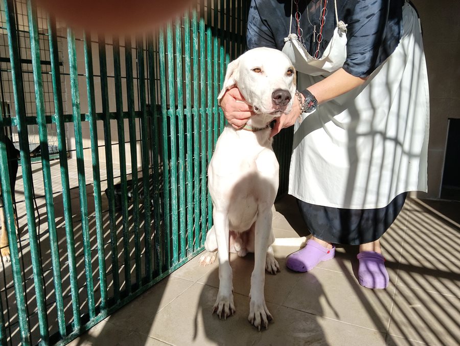 Αδέσποτο για υιοθεσία Αδέσποτο για υιοθεσία