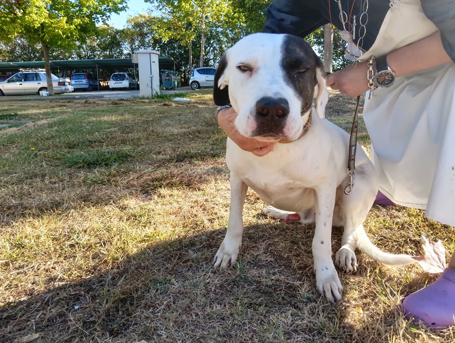 Αδέσποτο για υιοθεσία Αδέσποτο για υιοθεσία