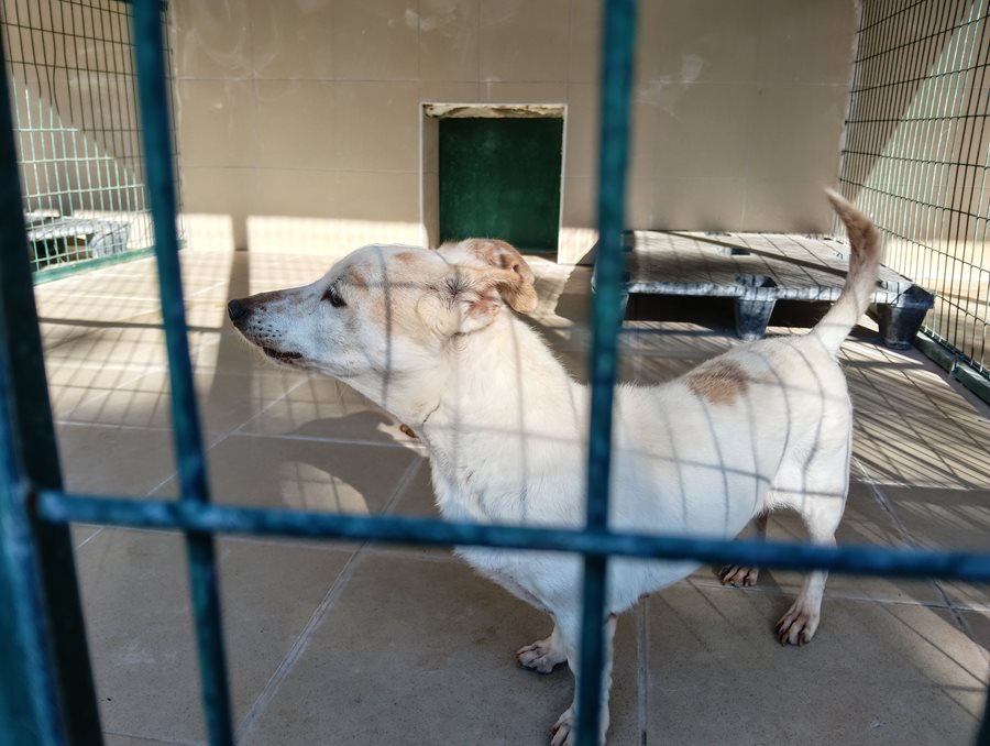 Αδέσποτο για υιοθεσία Αδέσποτο για υιοθεσία