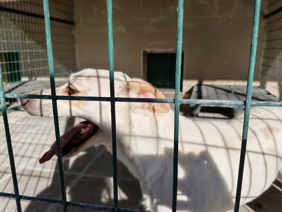 Αδέσποτο για υιοθεσία Αδέσποτο για υιοθεσία