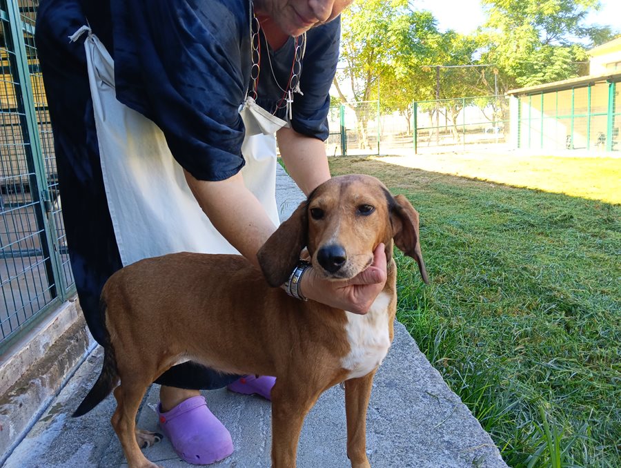 Αδέσποτο για υιοθεσία Αδέσποτο για υιοθεσία