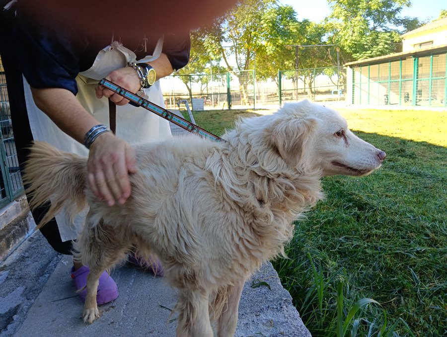 Αδέσποτο για υιοθεσία Αδέσποτο για υιοθεσία