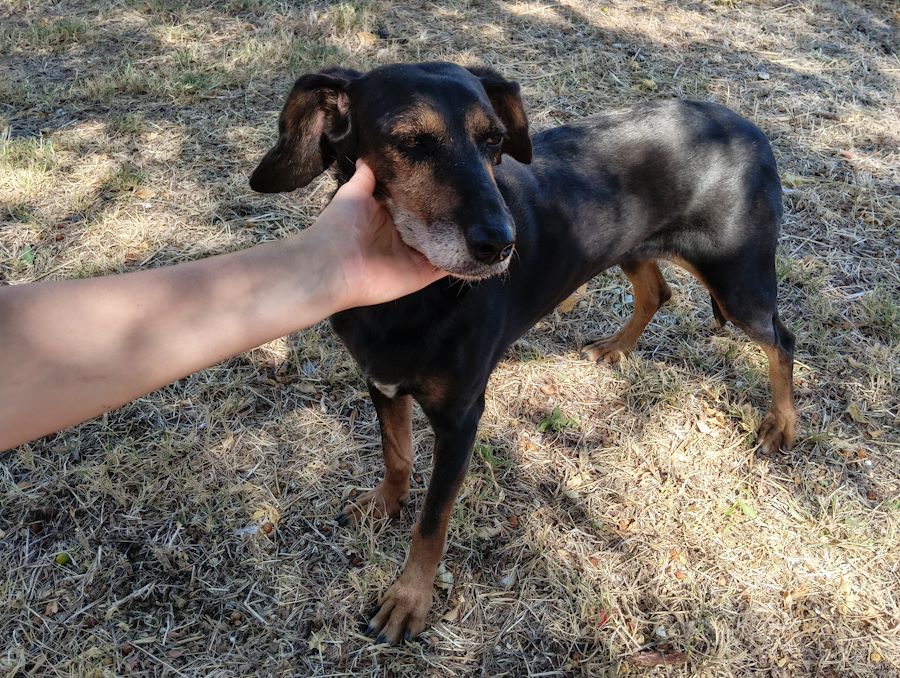 Αδέσποτο για υιοθεσία Αδέσποτο για υιοθεσία