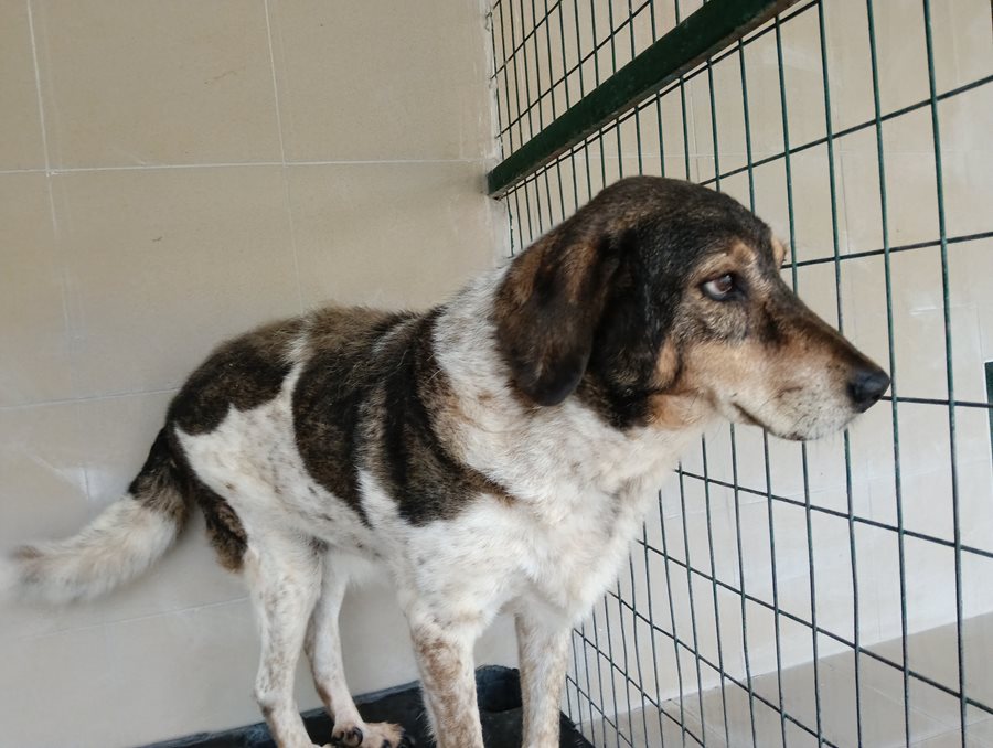 Αδέσποτο για υιοθεσία Αδέσποτο για υιοθεσία