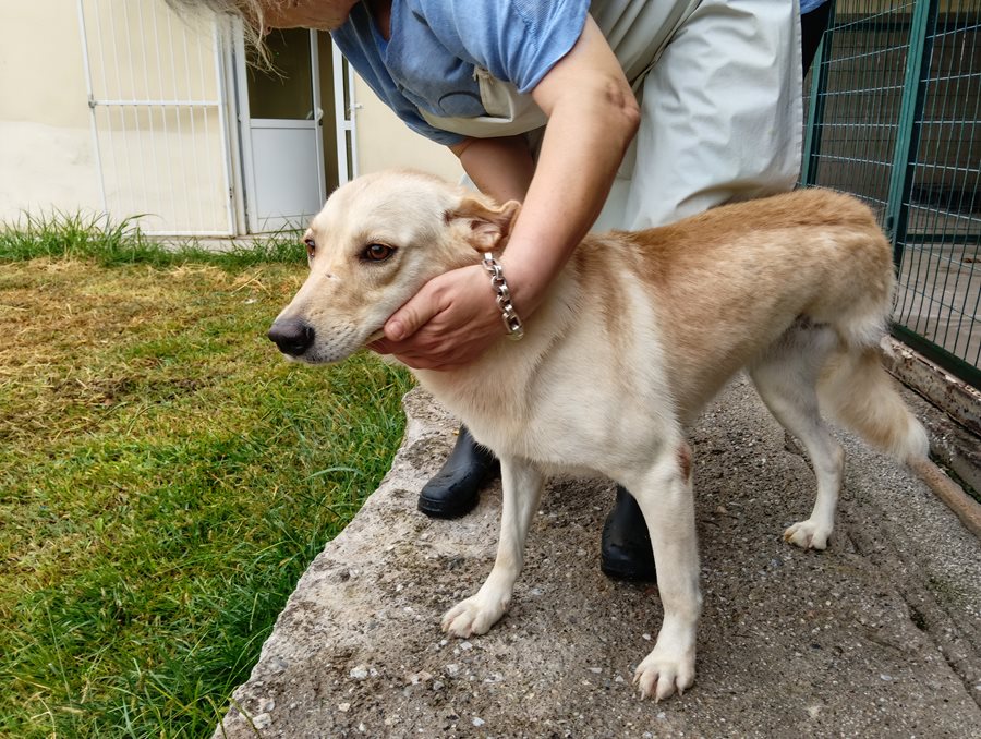 Αδέσποτο για υιοθεσία Αδέσποτο για υιοθεσία