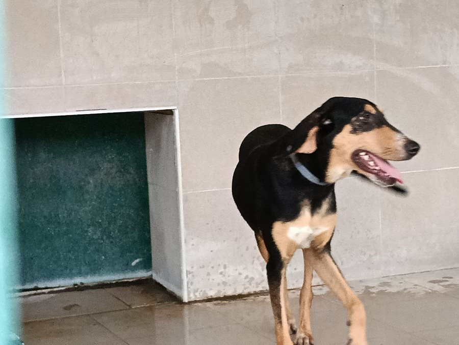 Αδέσποτο για υιοθεσία Αδέσποτο για υιοθεσία