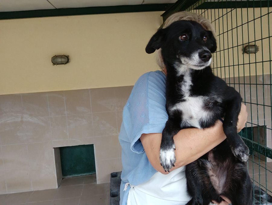 Αδέσποτο για υιοθεσία Αδέσποτο για υιοθεσία