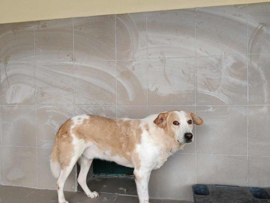 Αδέσποτο για υιοθεσία Αδέσποτο για υιοθεσία