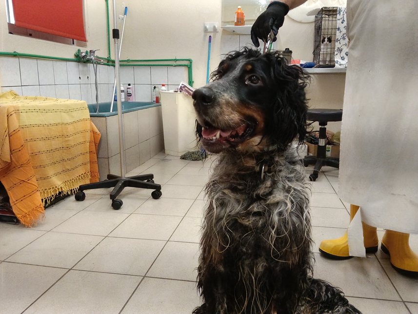 Αδέσποτο για υιοθεσία Αδέσποτο για υιοθεσία