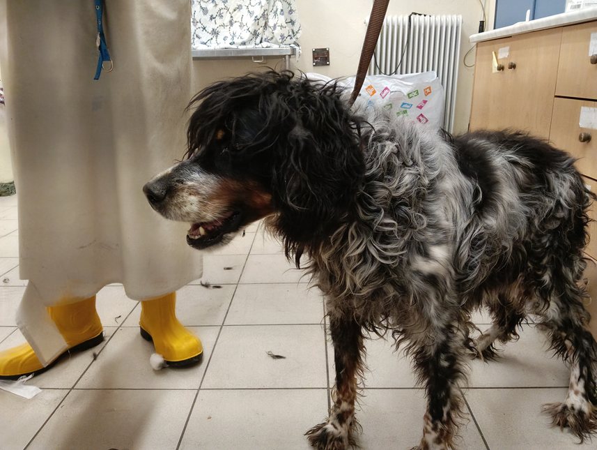 Αδέσποτο για υιοθεσία Αδέσποτο για υιοθεσία