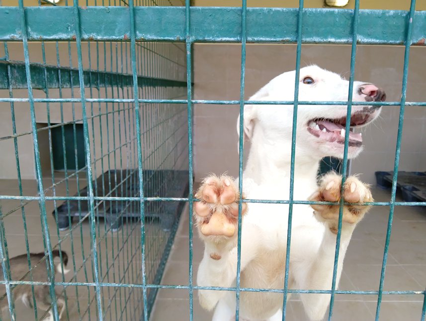 Αδέσποτο για υιοθεσία Αδέσποτο για υιοθεσία