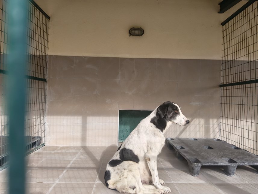 Αδέσποτο για υιοθεσία Αδέσποτο για υιοθεσία