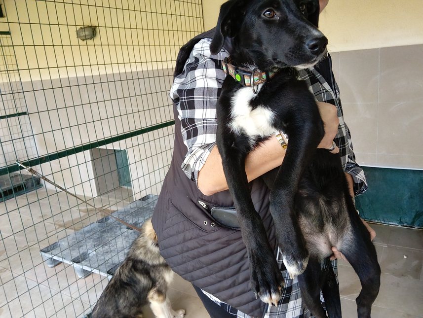 Αδέσποτο για υιοθεσία Αδέσποτο για υιοθεσία