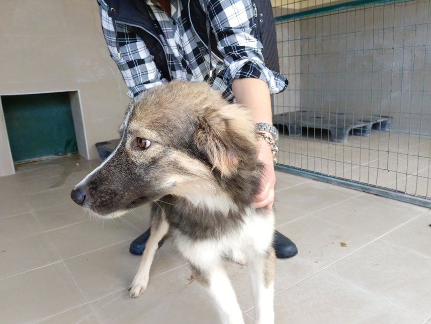 Αδέσποτο για υιοθεσία Αδέσποτο για υιοθεσία