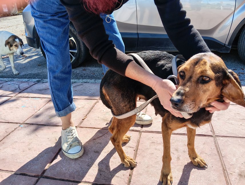 Αδέσποτο για υιοθεσία Αδέσποτο για υιοθεσία
