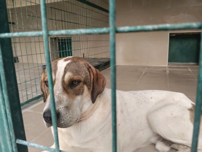 Αδέσποτο για υιοθεσία Αδέσποτο για υιοθεσία