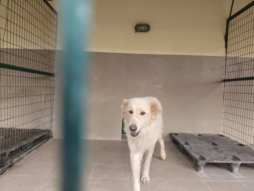 Αδέσποτο για υιοθεσία Αδέσποτο για υιοθεσία