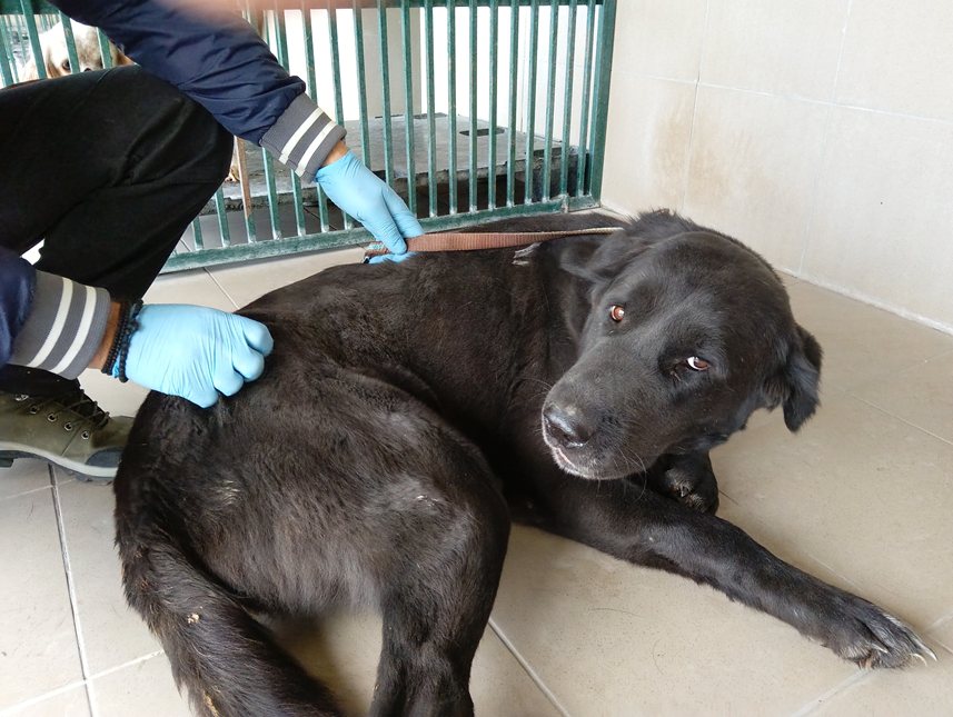 Αδέσποτο για υιοθεσία Αδέσποτο για υιοθεσία