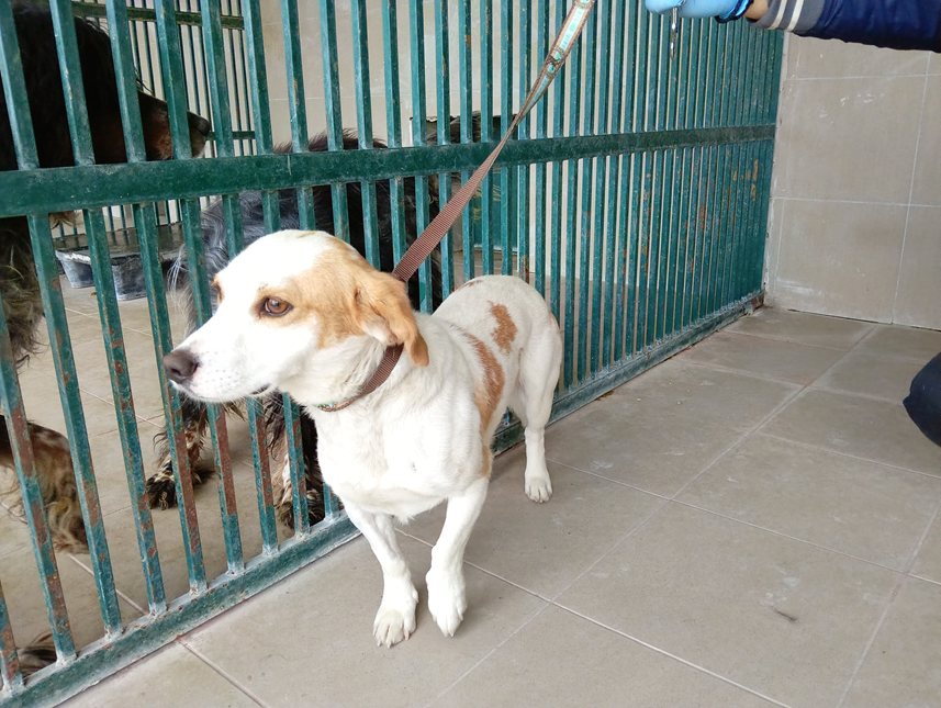 Αδέσποτο για υιοθεσία Αδέσποτο για υιοθεσία