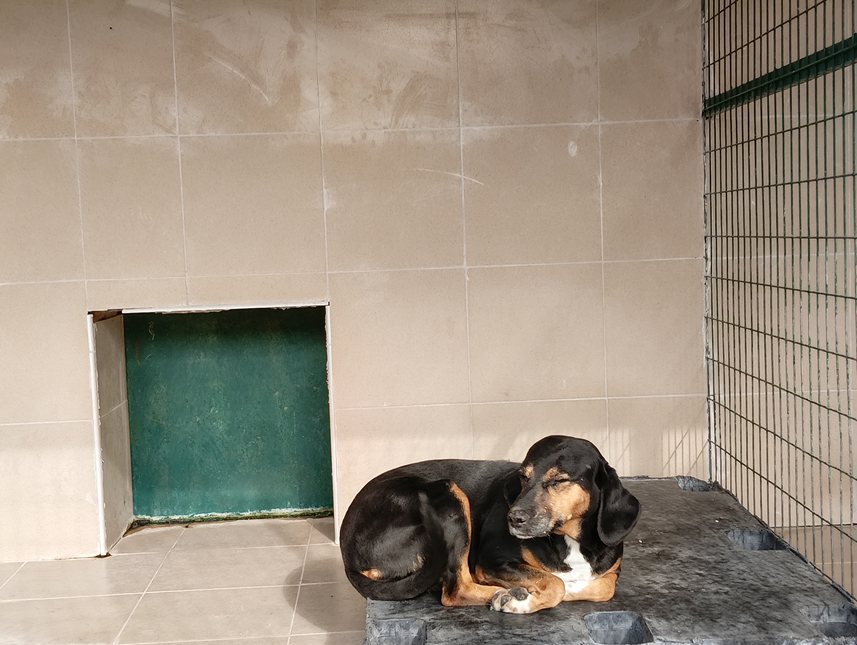 Αδέσποτο για υιοθεσία Αδέσποτο για υιοθεσία