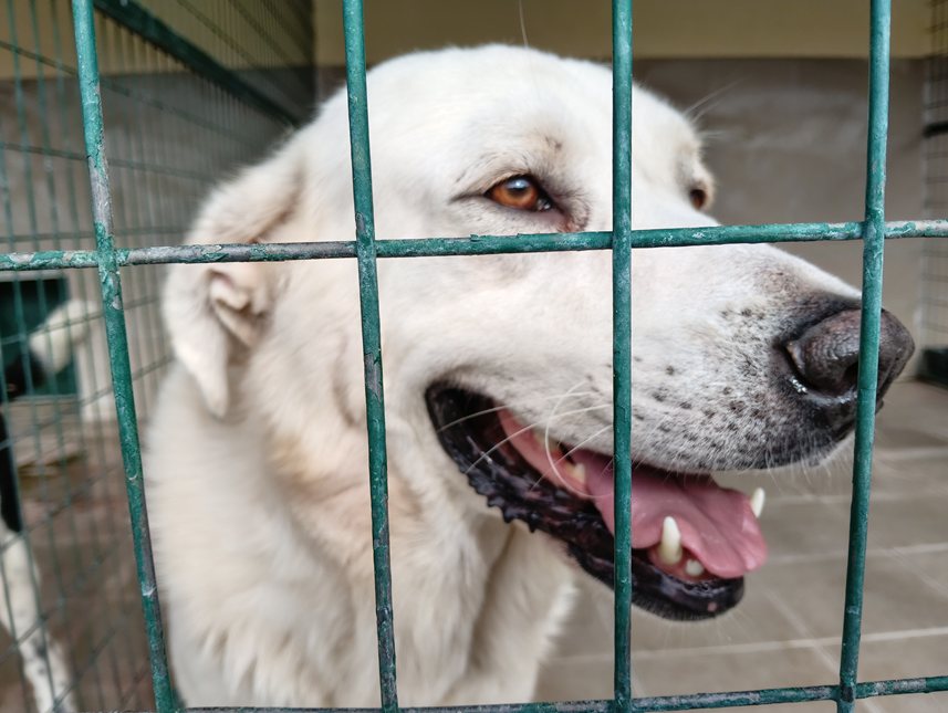Αδέσποτο για υιοθεσία Αδέσποτο για υιοθεσία