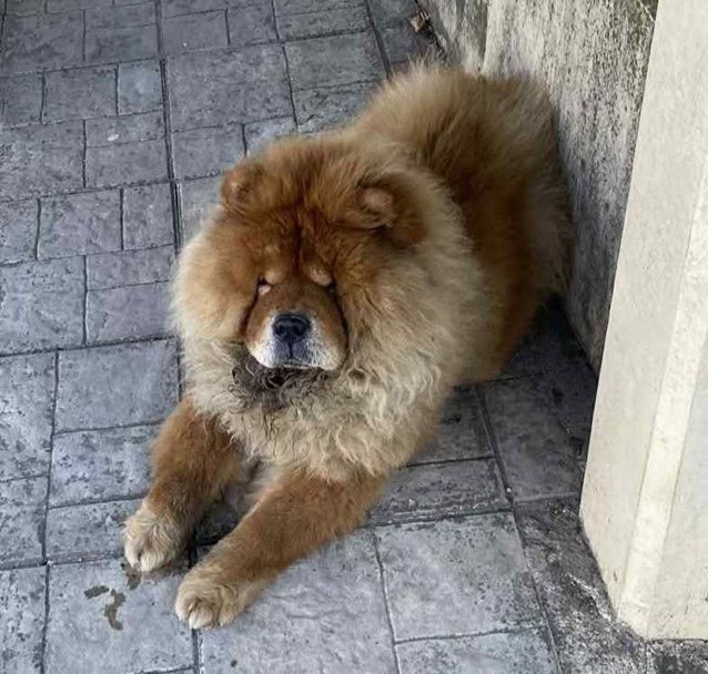 Αδέσποτο για υιοθεσία Αδέσποτο για υιοθεσία