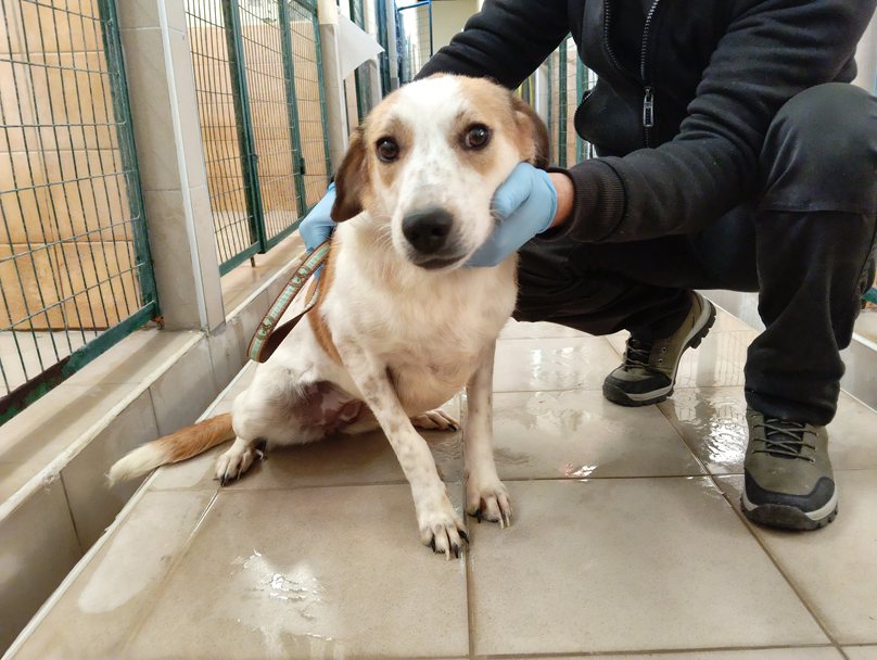 Αδέσποτο για υιοθεσία Αδέσποτο για υιοθεσία