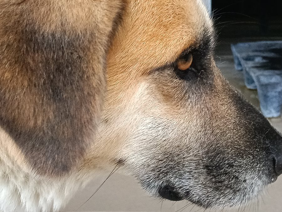 Αδέσποτο για υιοθεσία Αδέσποτο για υιοθεσία