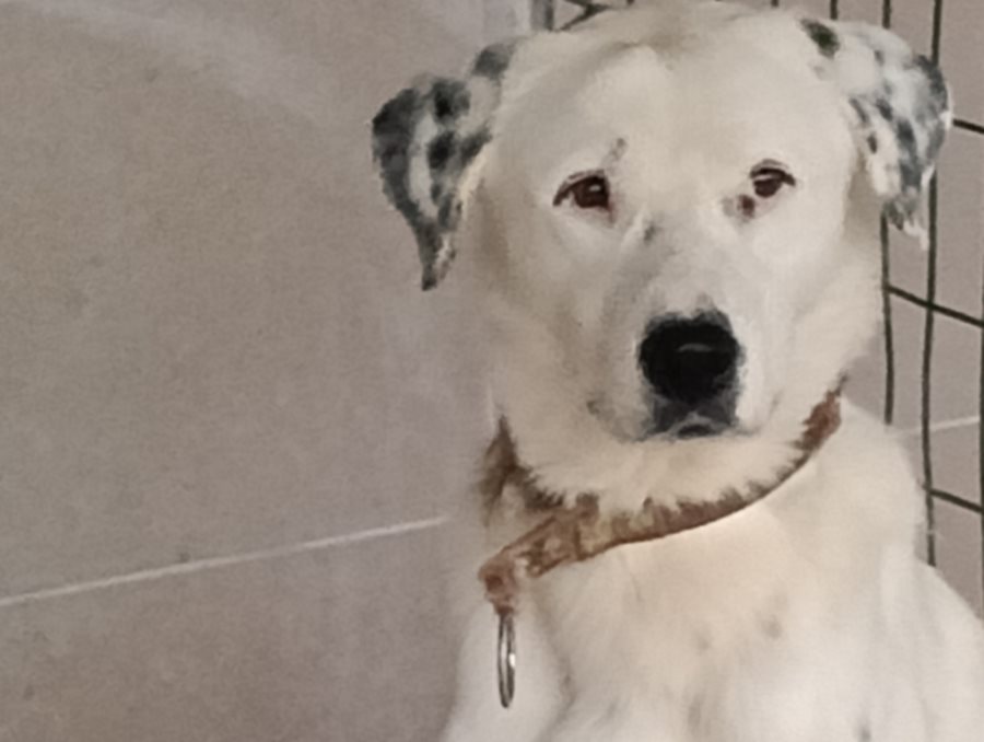 Αδέσποτο για υιοθεσία Αδέσποτο για υιοθεσία