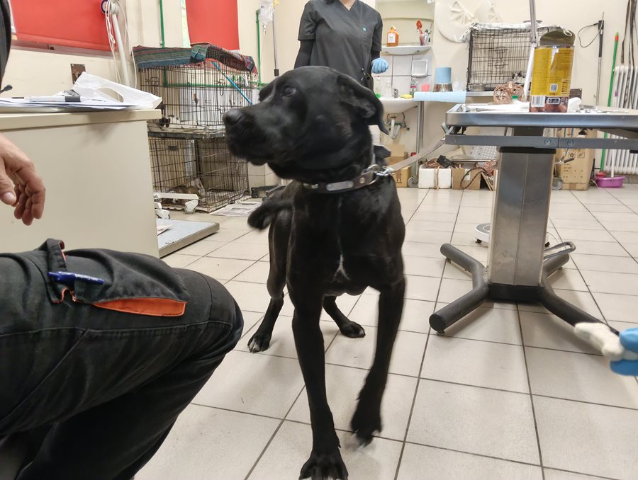 Αδέσποτο για υιοθεσία Αδέσποτο για υιοθεσία