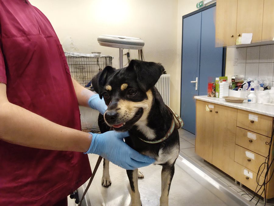 Αδέσποτο για υιοθεσία Αδέσποτο για υιοθεσία