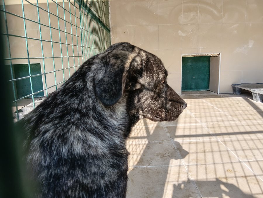 Αδέσποτο για υιοθεσία Αδέσποτο για υιοθεσία