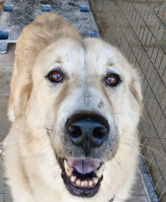 Αδέσποτο για υιοθεσία Αδέσποτο για υιοθεσία