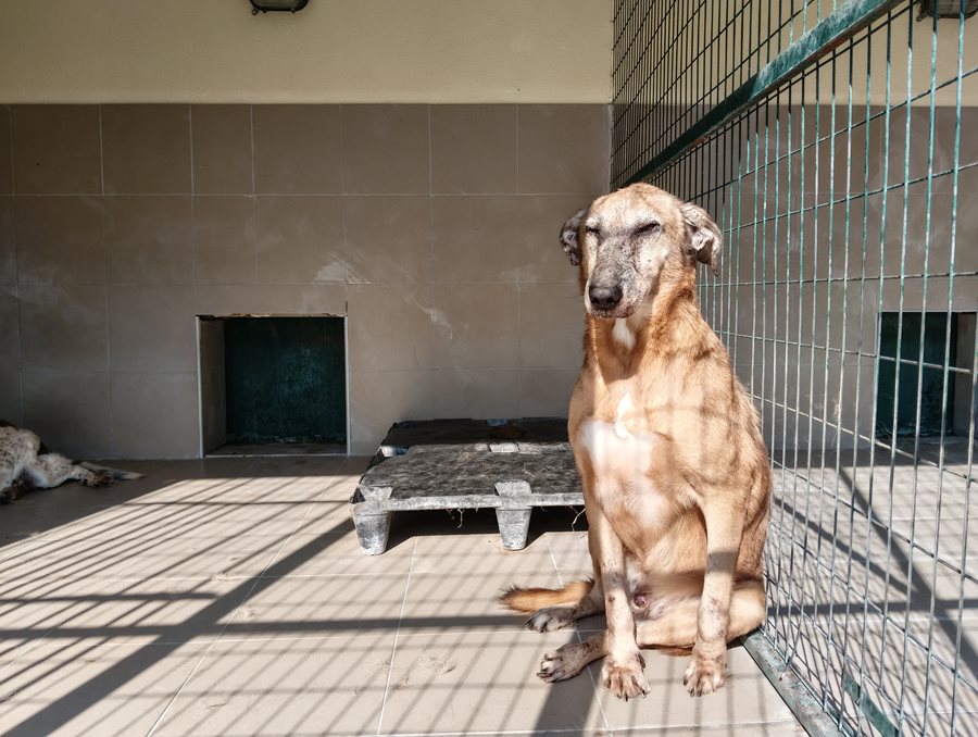 Αδέσποτο για υιοθεσία Αδέσποτο για υιοθεσία