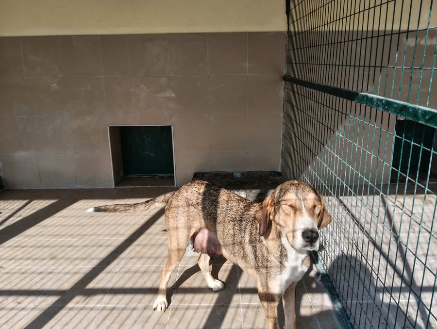 Αδέσποτο για υιοθεσία Αδέσποτο για υιοθεσία