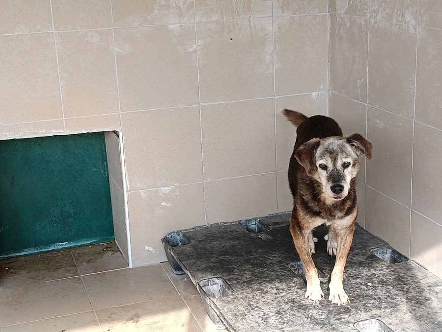 Αδέσποτο για υιοθεσία Αδέσποτο για υιοθεσία