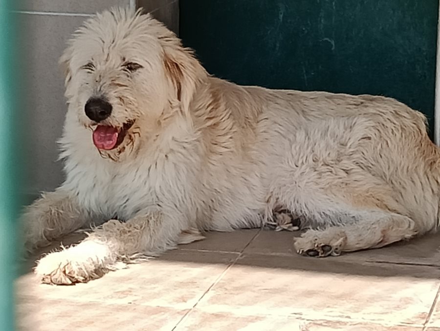 Αδέσποτο για υιοθεσία Αδέσποτο για υιοθεσία