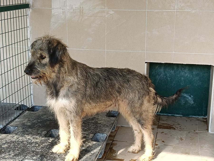 Αδέσποτο για υιοθεσία Αδέσποτο για υιοθεσία