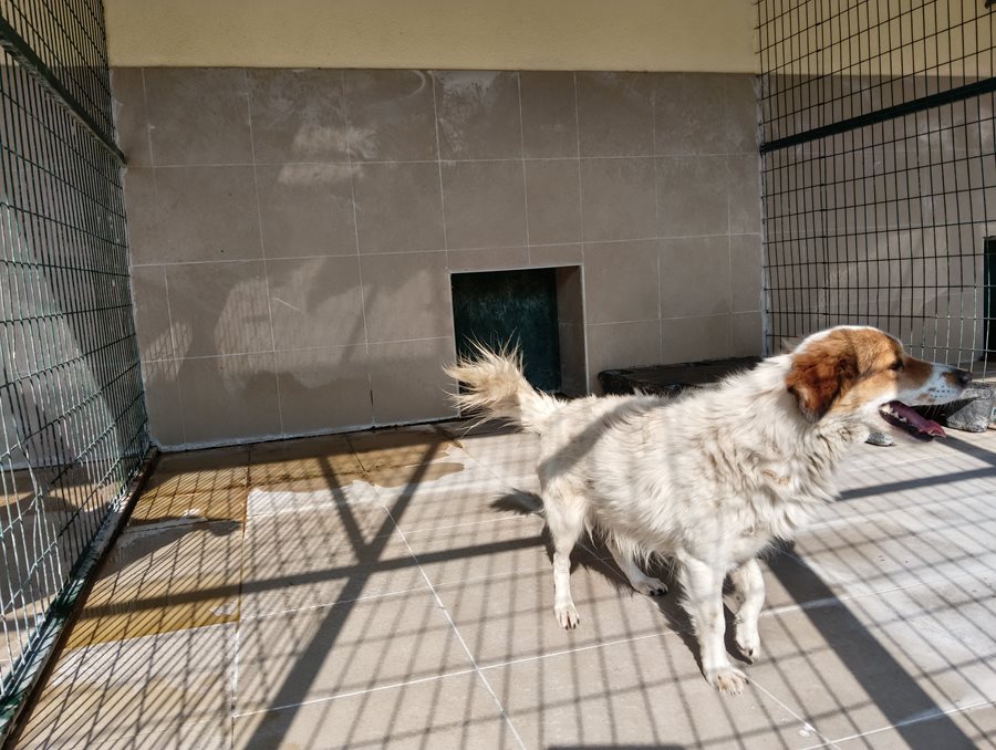 Αδέσποτο για υιοθεσία Αδέσποτο για υιοθεσία