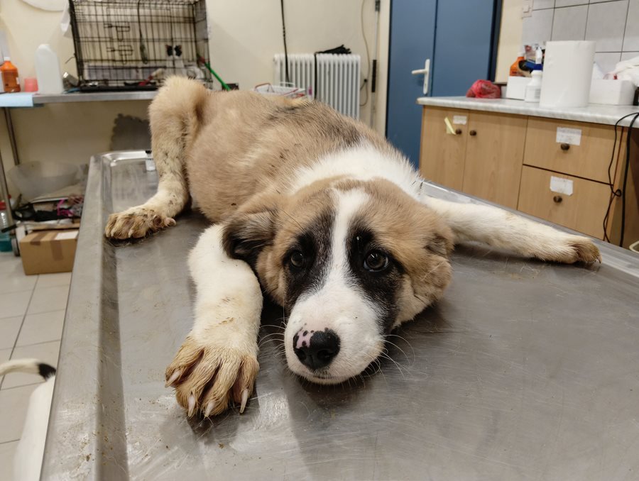 Αδέσποτο για υιοθεσία Αδέσποτο για υιοθεσία