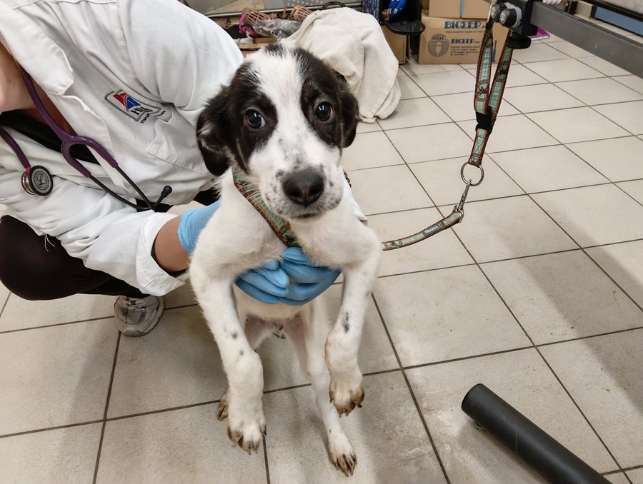 Αδέσποτο για υιοθεσία Αδέσποτο για υιοθεσία