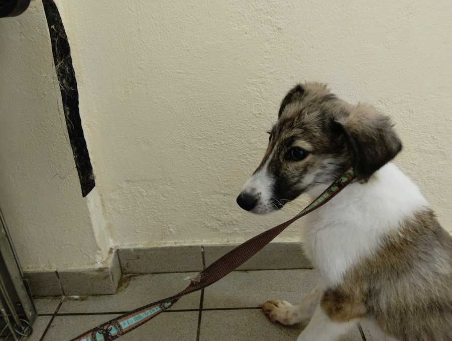 Αδέσποτο για υιοθεσία Αδέσποτο για υιοθεσία