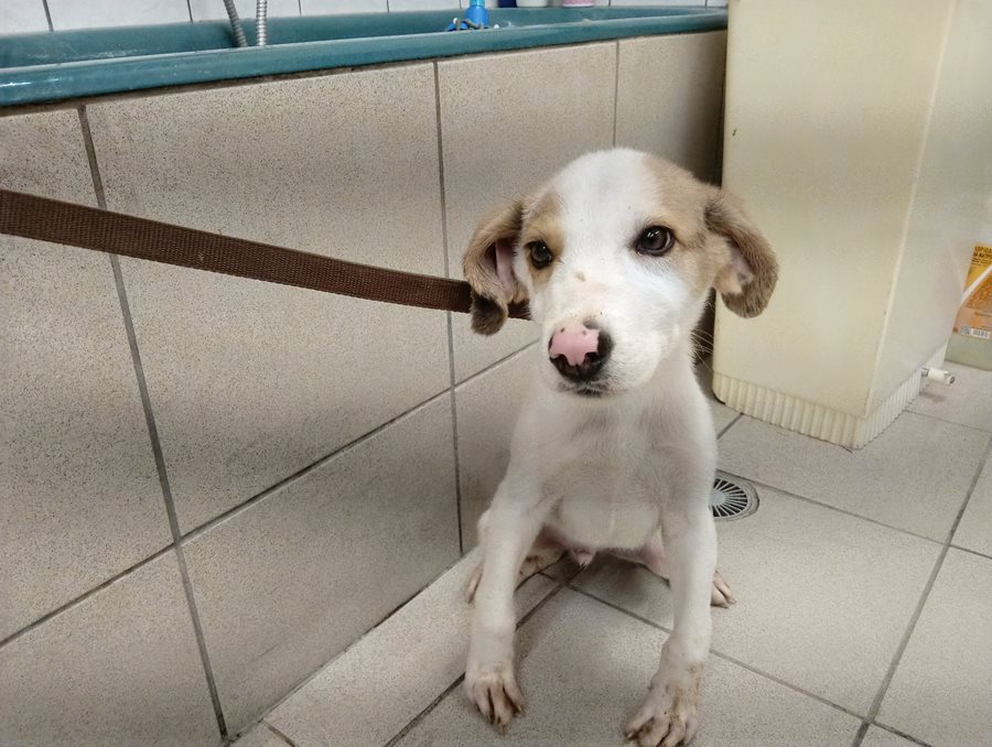 Αδέσποτο για υιοθεσία Αδέσποτο για υιοθεσία