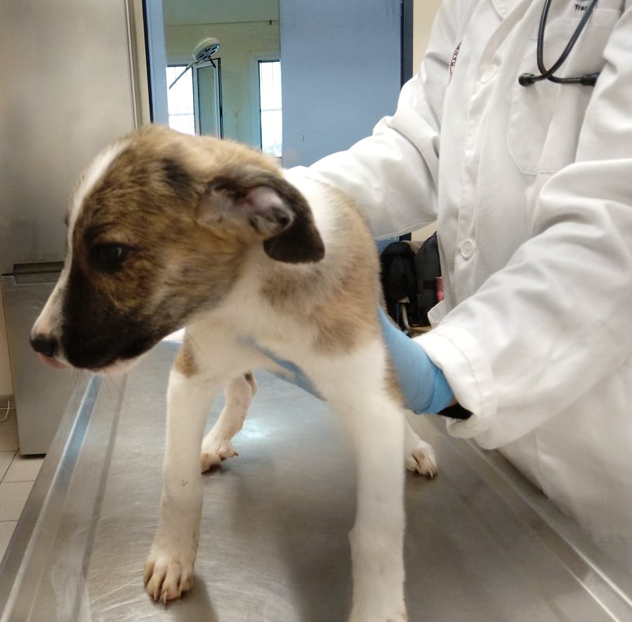 Αδέσποτο για υιοθεσία Αδέσποτο για υιοθεσία