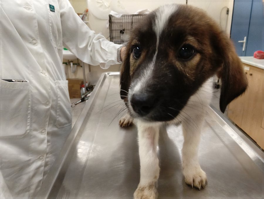 Αδέσποτο για υιοθεσία Αδέσποτο για υιοθεσία