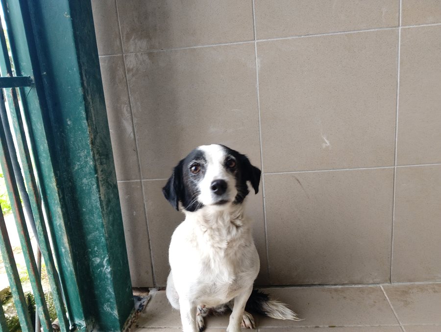 Αδέσποτο για υιοθεσία Αδέσποτο για υιοθεσία