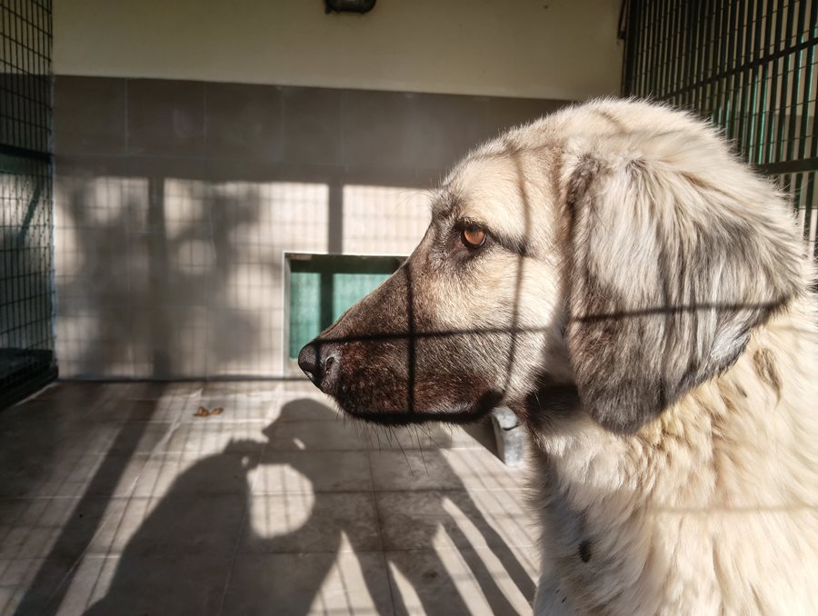 Αδέσποτο για υιοθεσία Αδέσποτο για υιοθεσία