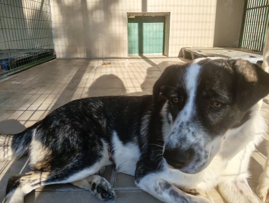 Αδέσποτο για υιοθεσία Αδέσποτο για υιοθεσία