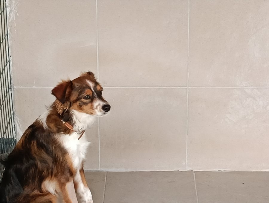 Αδέσποτο για υιοθεσία Αδέσποτο για υιοθεσία