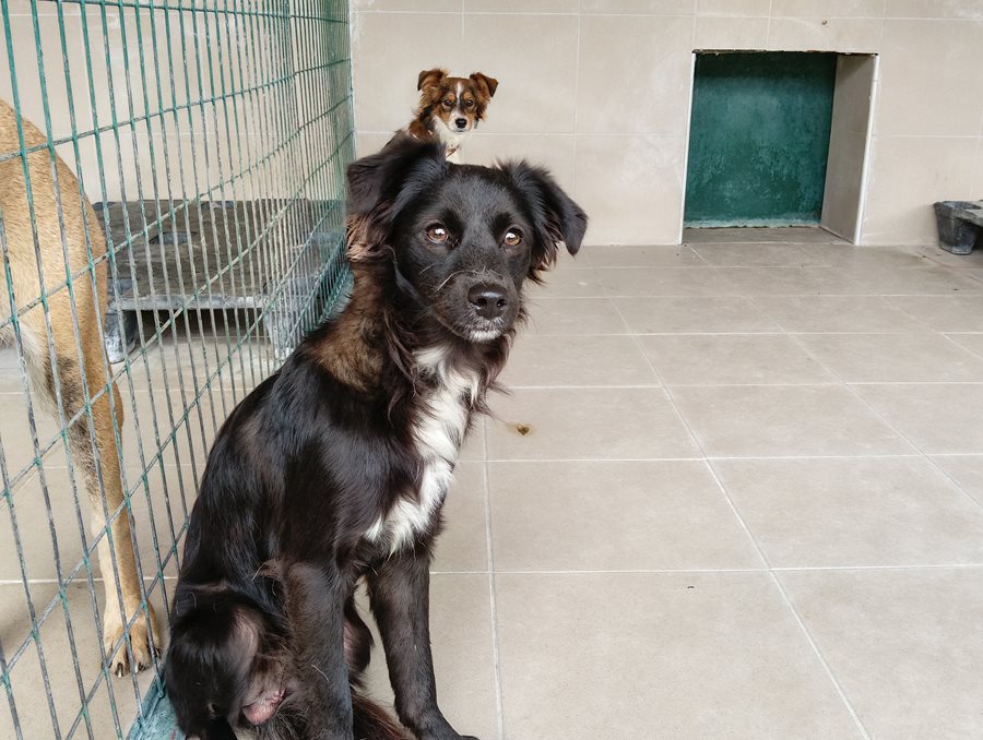 Αδέσποτο για υιοθεσία Αδέσποτο για υιοθεσία